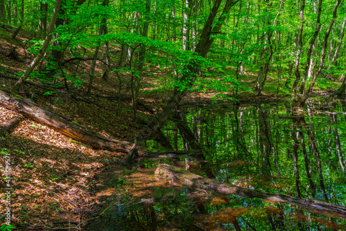 Fototapeta Naklejka Na Ścianę i Meble -  Small swamp in a green forest
