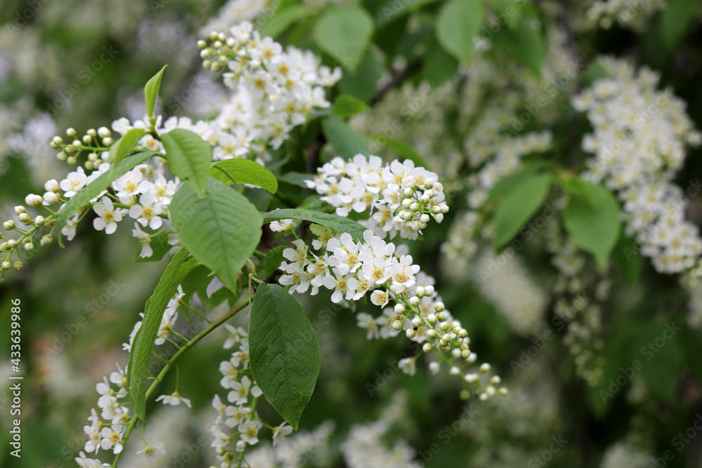Bird cherry in spring, allergic plant. Branches with white flowers and fresh green leaves in a garden Bird cherry in spring, allergic plant. Branches with white flowers and fresh green leaves in a garden