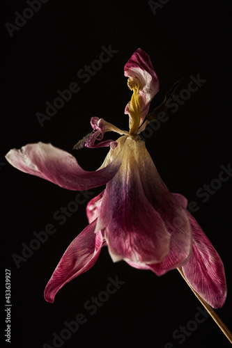 withered red and white tulip with stamens and petals isolated on black background