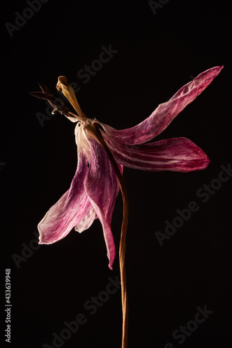 withered red and white tulip with stamens and petals isolated on black background