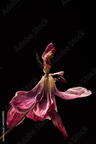 withered red and white tulip with stamens and petals isolated on black background