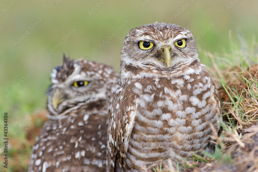 Fototapeta premium Burrowing Owl, Athene cunicularia, Broward County Park, Florida