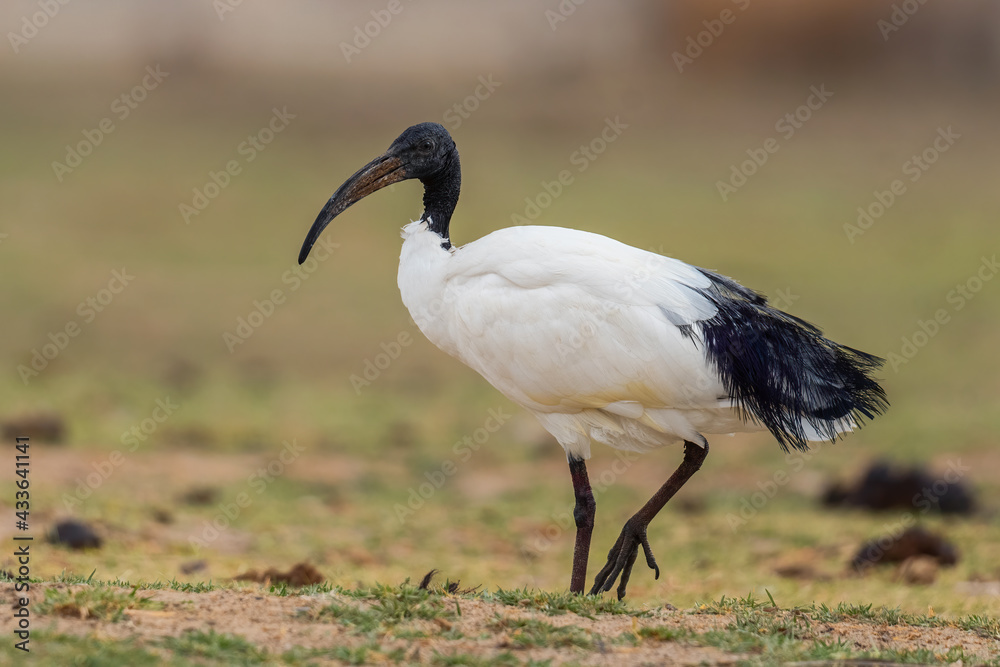 Fototapeta premium Sacred Ibis - Threskiornis aethiopicus, beautiful black and white ibis from African fields and meadows, lake Ziway, Ethiopia.