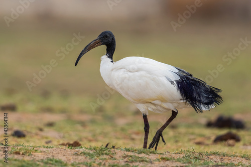 Sacred Ibis - Threskiornis aethiopicus, beautiful black and white ibis from African fields and meadows, lake Ziway, Ethiopia.