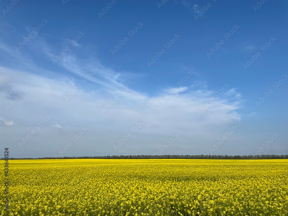 Rape field with blue sky Rape field with blue sky