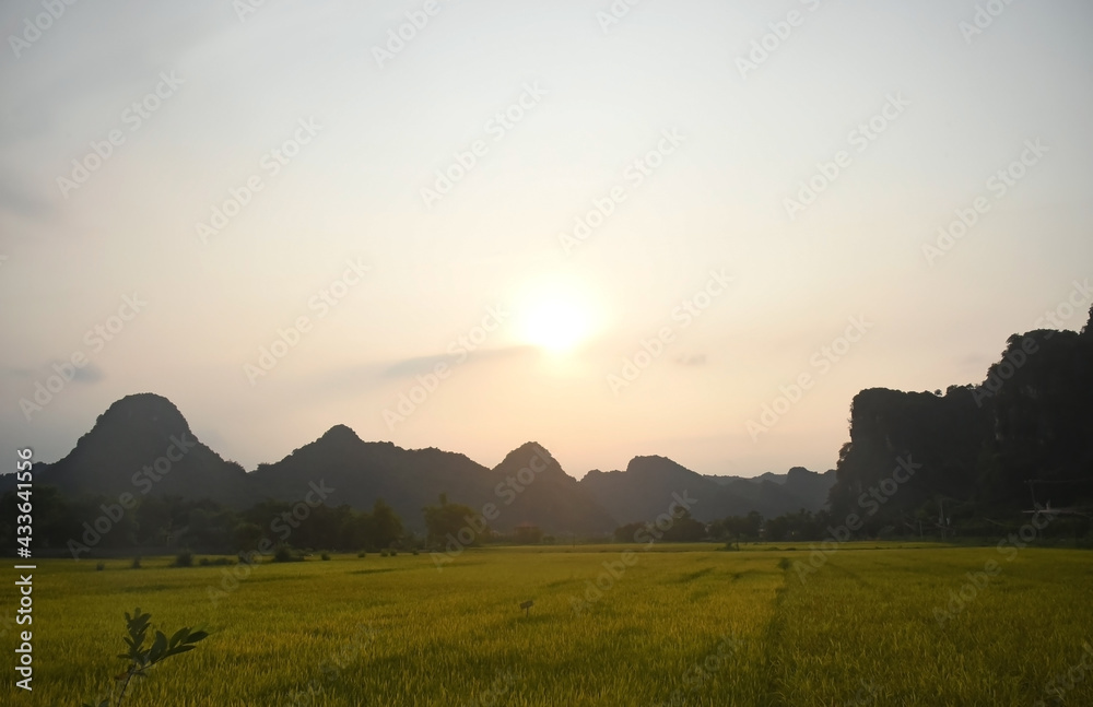 Rice field lit by the setting sun, mountains visible in the background