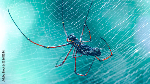 Giant golden orb weaver weaving a large spider web in the jungle. long red-legged weavers belly view. waiting for prey like flying insects to entangled in the net.