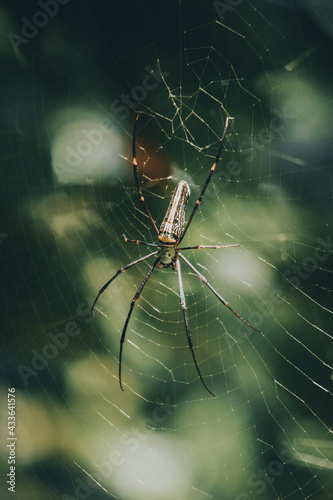 Giant golden orb weaver and its 8 long legs with bright colored joints fully stretched in the nets view. waiting for prey like flying insects to entangled in the cobweb.