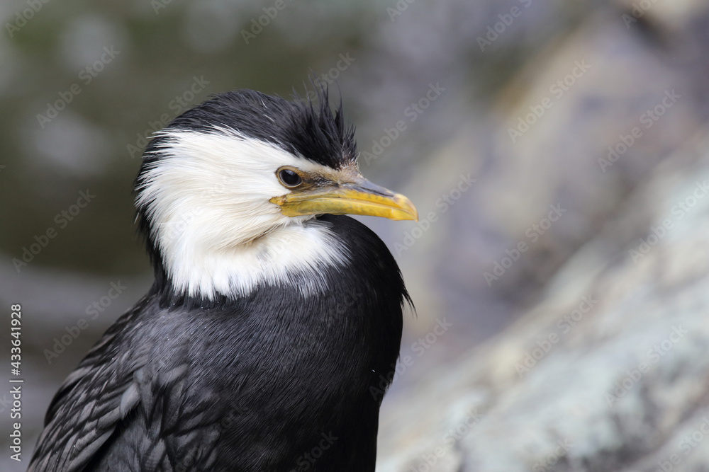 Obraz premium Australische Zwergscharbe oder Kräuselscharbe / Little pied cormorant or Little shag / Microcarbo melanoleucos