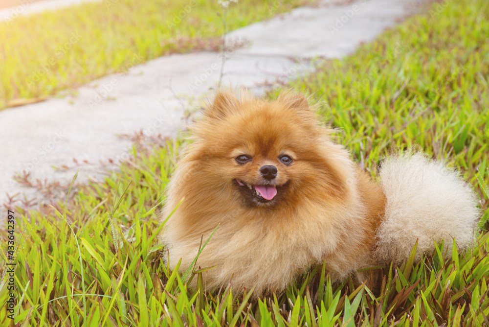 A cute Pomeranian sitting in a green yard. Taken from natural light, lovely dog show tongue in Grass field