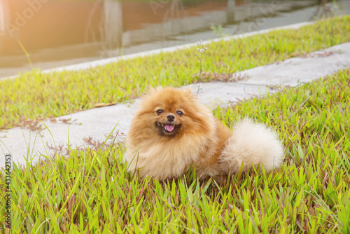 A cute Pomeranian sitting in a green yard. Taken from natural light, lovely dog show tongue in Grass field © MT.PHOTOSTOCK