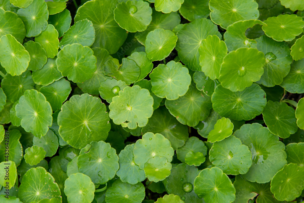 Fresh Gotu kola or Centella asiatica on blurred greenery background in garden, sunlight with copy space. Natural green plants, ecology, fresh wallpaper. Concept nature background Fresh Gotu kola or Centella asiatica on blurred greenery background in garden, sunlight with copy space. Natural green plants, ecology, fresh wallpaper. Concept nature background