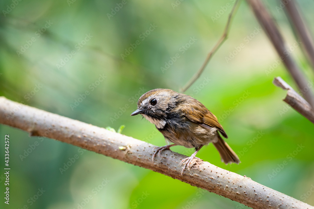 Obraz premium White - gorgeted Flycatcher