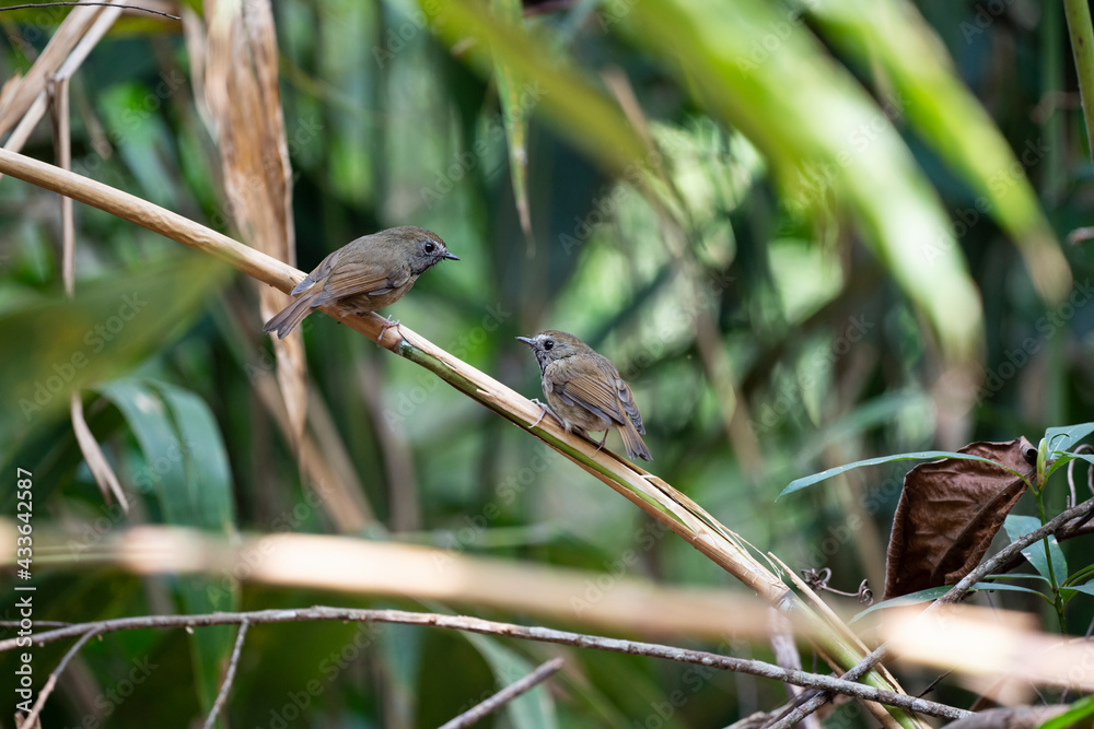 White - gorgeted Flycatcher White - gorgeted Flycatcher