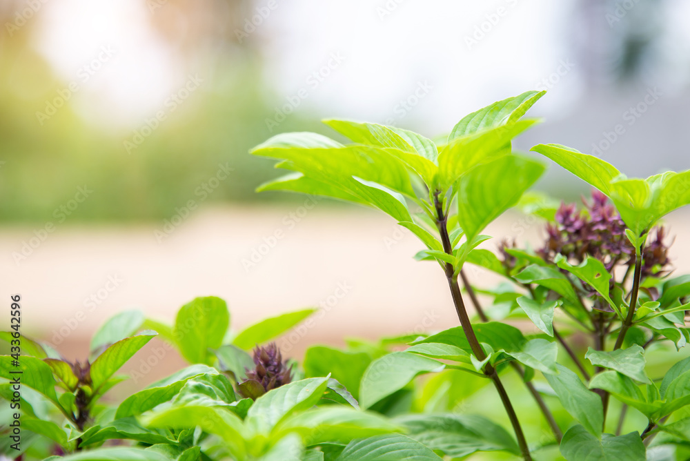 Fresh Sweet Basil or thyme (Ocimum basilicum)on blurred greenery background in garden, sunlight with copy space. Natural green plants, ecology, fresh wallpaper. Concept nature background