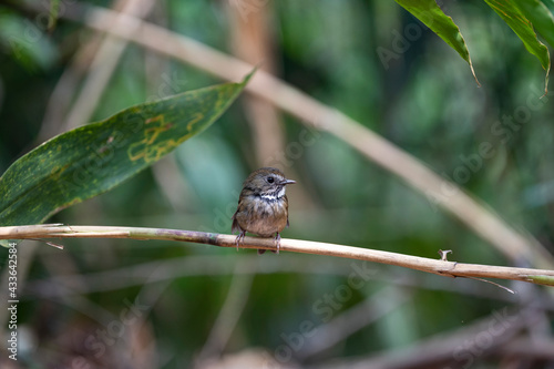 White - gorgeted Flycatcher photo