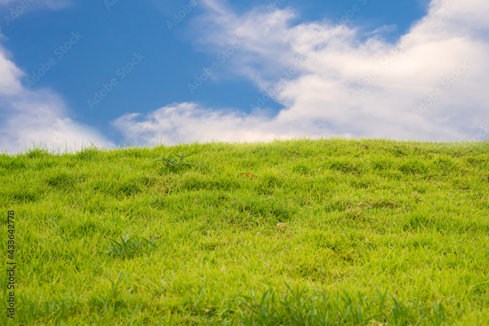 Beautiful green lawn against the blue sky and white clouds, perfect for use as wallpaper or designs and advertisements. Green grass field on daylight clear sky background.