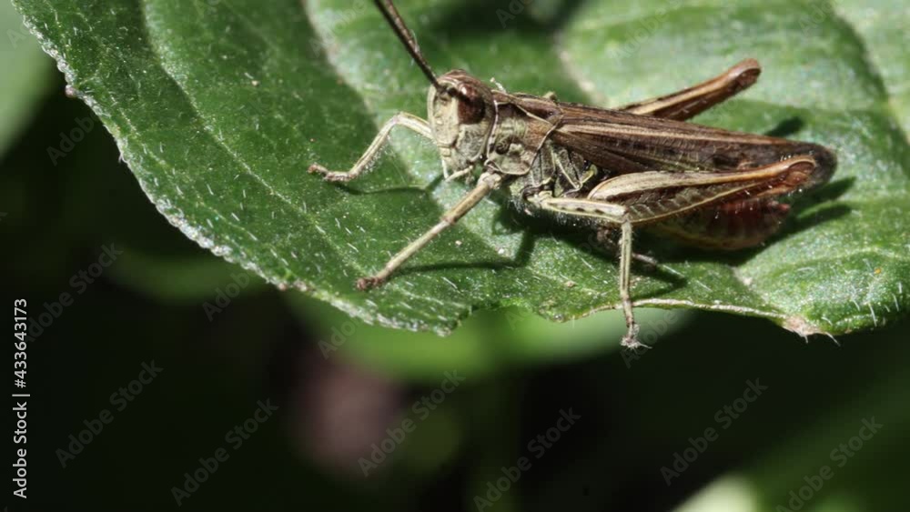 The wart-biter (Decticus verrucivorus). A brown grasshoppers on large green leaf in the summer garden. The wart-biter (Decticus verrucivorus). A brown grasshoppers on large green leaf in the summer garden.