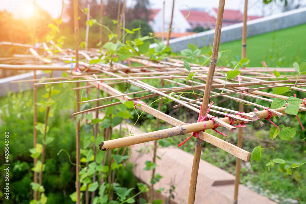 Pink plastic rope ties the bamboo pole arbor on the vegetable plots. Cow-pea (Vigna unguiculata) or yardlong bean growt on wooden arbor. Eco concept