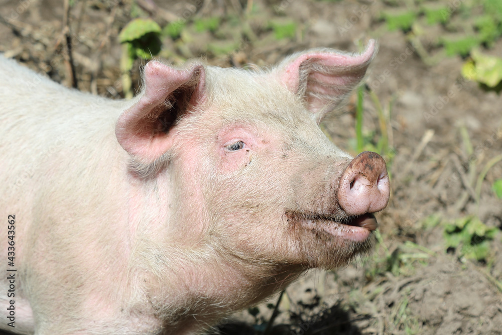 Hausschwein / Domestic pig / Sus scrofa domesticus Hausschwein / Domestic pig / Sus scrofa domesticus