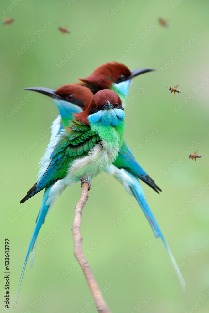 Fototapeta premium beautiful green and blue with red head birds aiming to flying bee as it delicious fresh meals