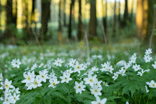 Wood anemone in spring forest