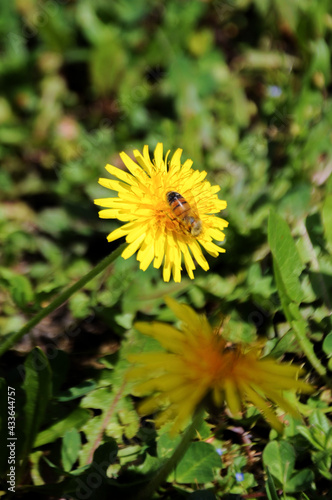 Bee pollinating yellow dandelion