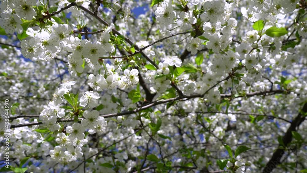 A large cherry tree blooms with white flowers