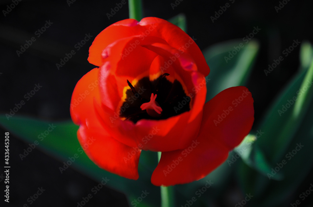 Red open tulip on the dark background at the golden hour in the garden in Poland Red open tulip on the dark background at the golden hour in the garden in Poland