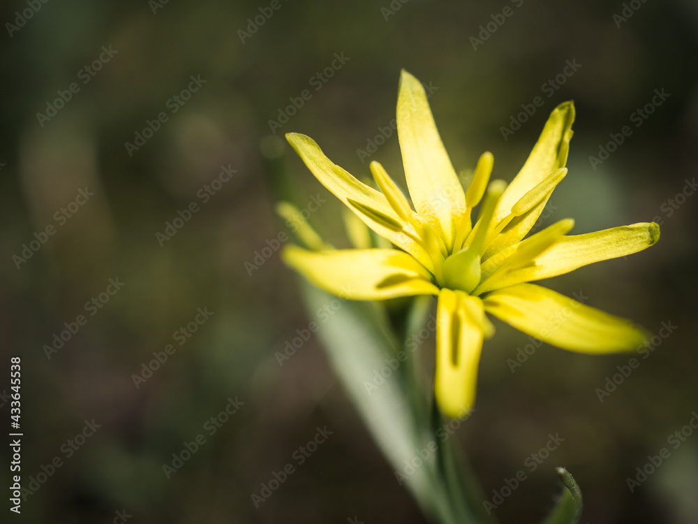 Wildflowers in a spring meadow. Small yellow flowers Gageya, or Goose bow, or Bird bow. A close-up of a goose onion. Spring flowers in the forest. Walk in the protected park Wildflowers in a spring meadow. Small yellow flowers Gageya, or Goose bow, or Bird bow. A close-up of a goose onion. Spring flowers in the forest. Walk in the protected park