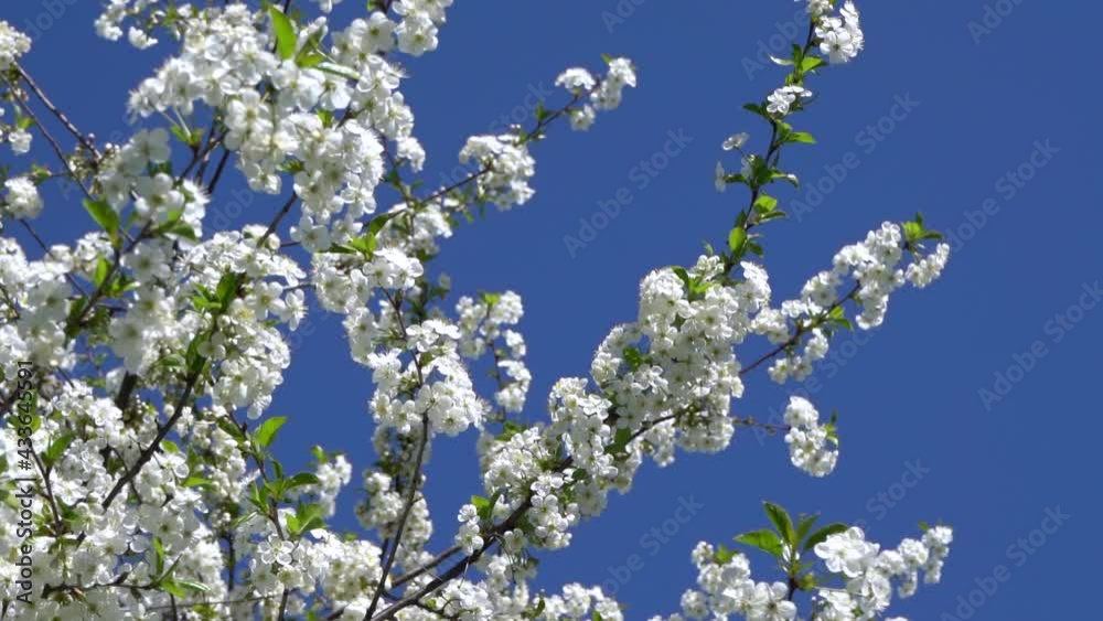 A cherry tree blooms with white flowers A cherry tree blooms with white flowers