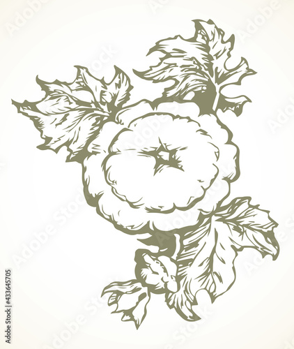 Pattypan squash fruit.  Vector drawing