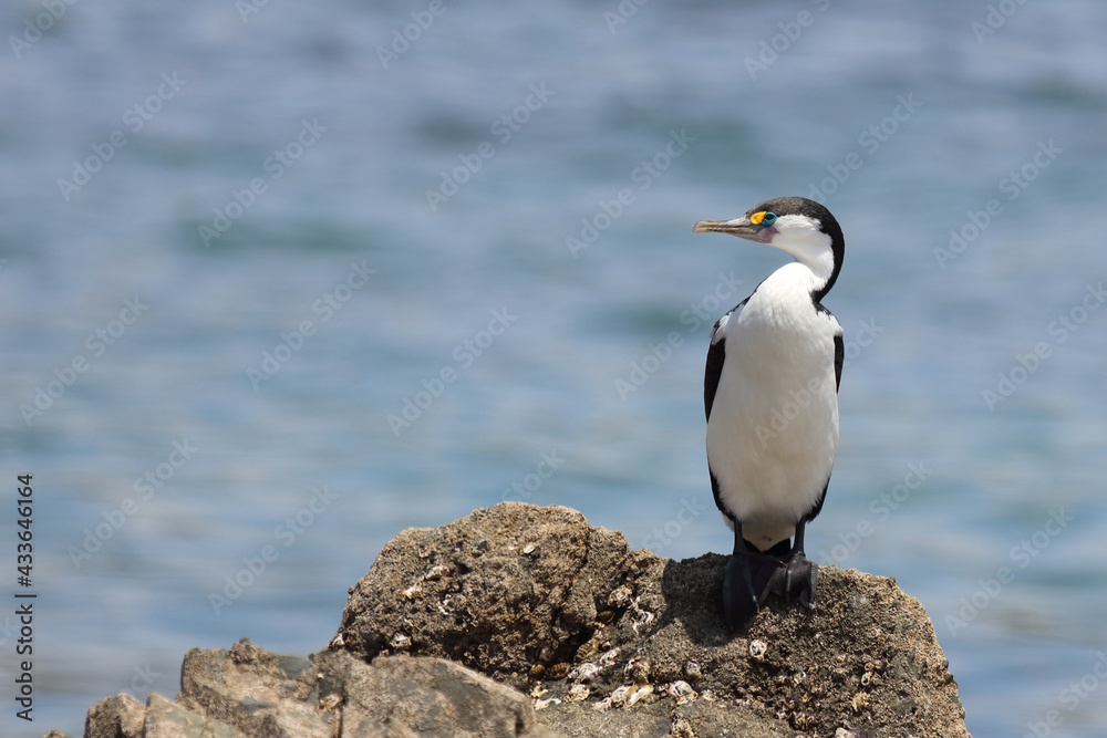Fototapeta premium Elsterscharbe / Australian pied cormorant / Phalacrocorax varius