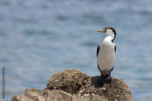 Elsterscharbe   Australian pied cormorant   Phalacrocorax varius