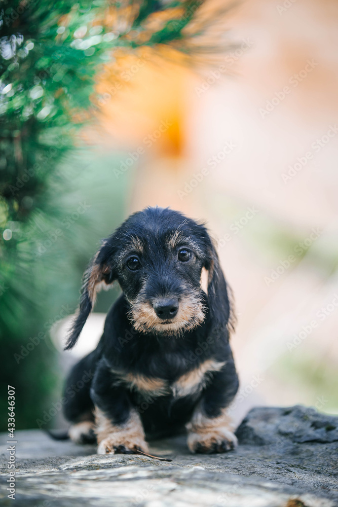 Dachshund puppy outside playing. Autumn photography. puppies in kennel.	

