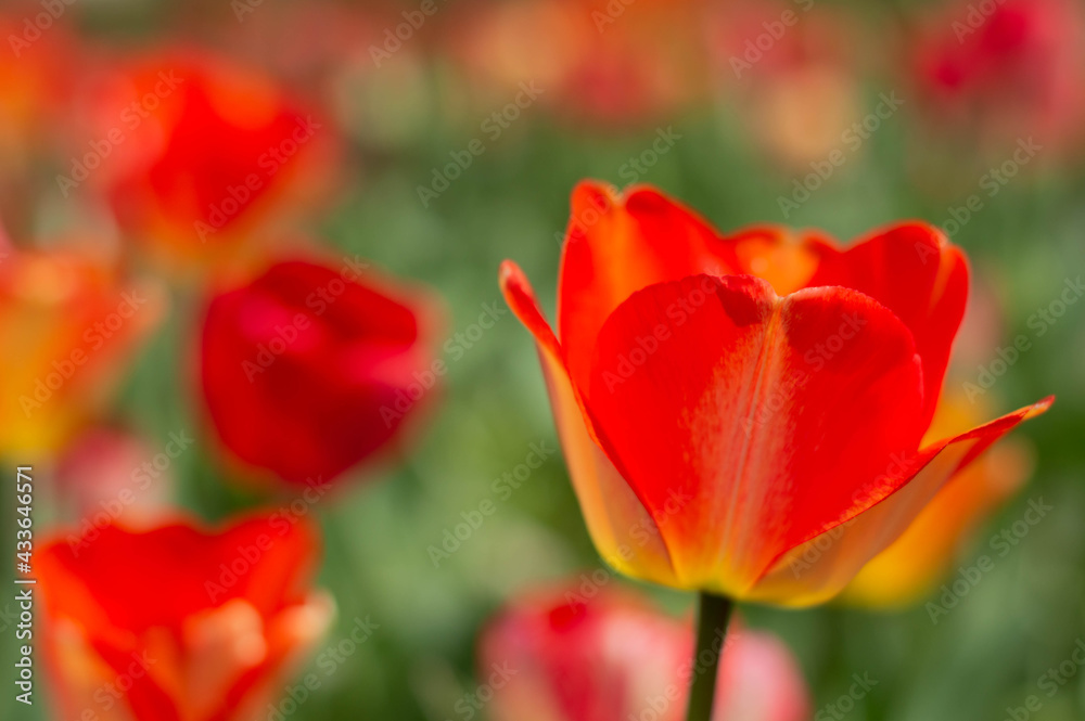Obraz premium Blurred image of blooming tulips in red tones.