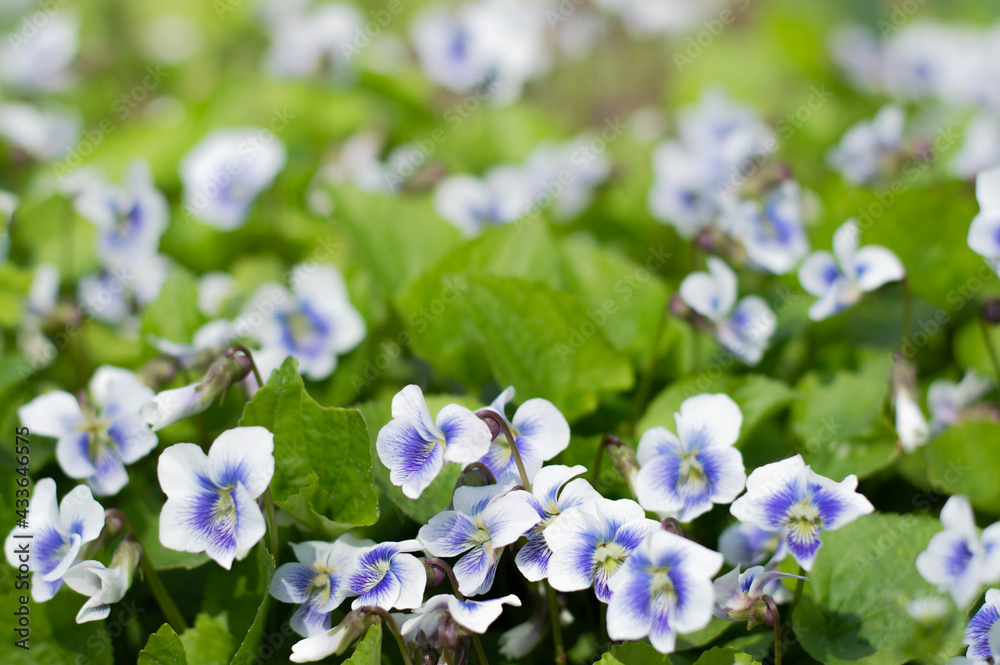 Blurred image of blooming violets on a spring sunny day. Blurred image of blooming violets on a spring sunny day.