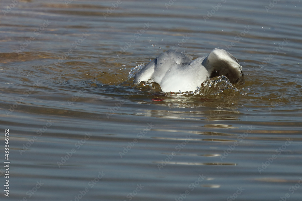 Fototapeta premium Rotschnabelmöwe / Red-billed gull / Larus scopulinus