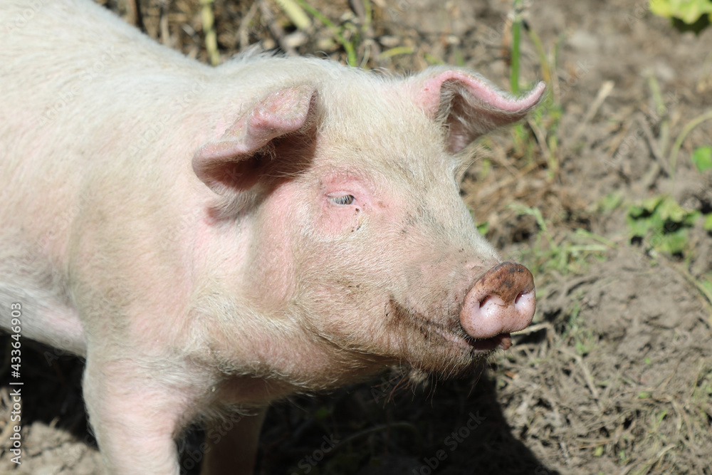 Hausschwein / Domestic pig / Sus scrofa domesticus Hausschwein / Domestic pig / Sus scrofa domesticus