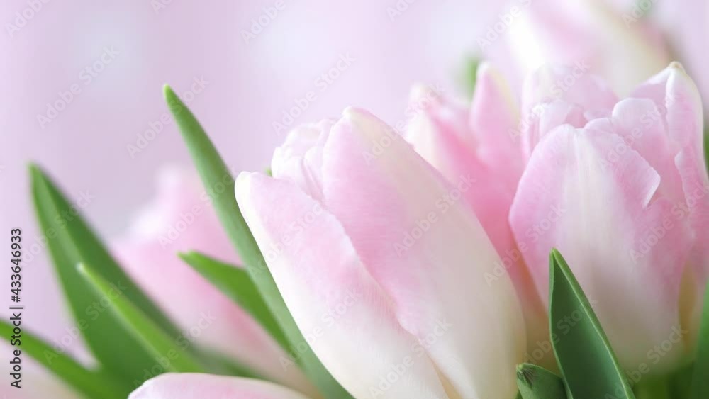 Camera movement on pink tulips flower. Macro floral background. Nature and spring concept Camera movement on pink tulips flower. Macro floral background. Nature and spring concept