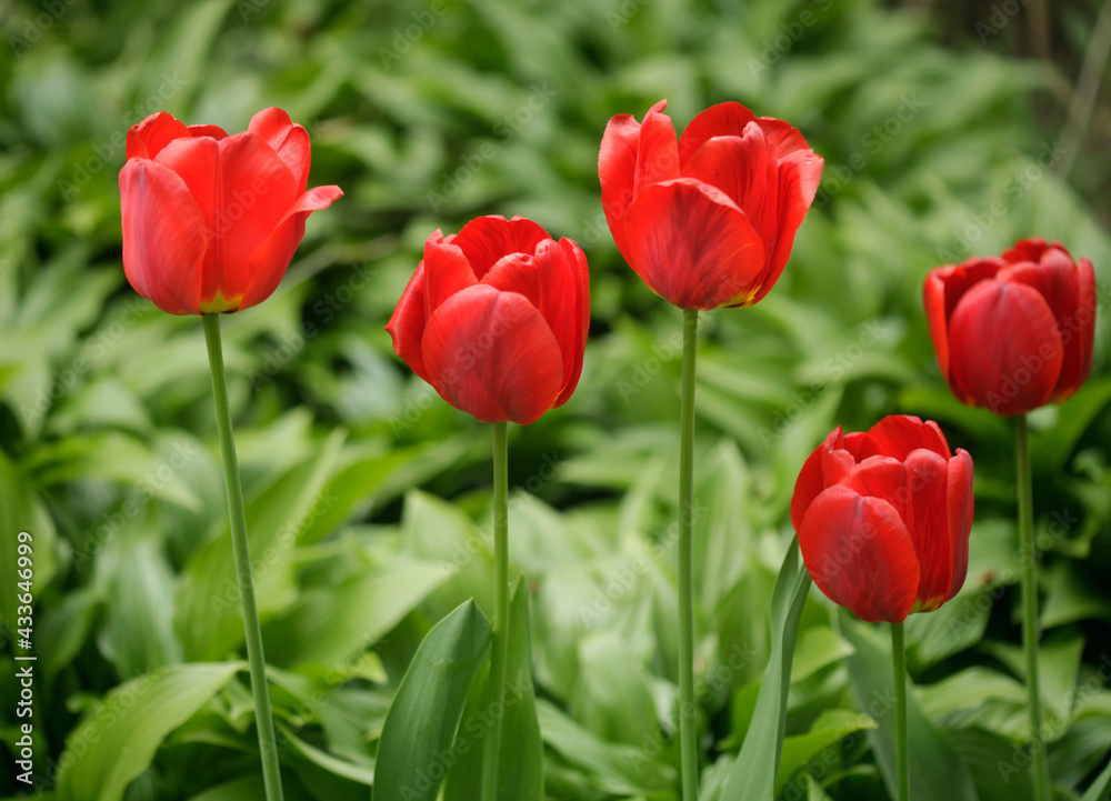 Red tulips in spring garden
