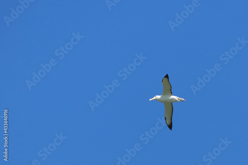 Nördlicher Königsalbatros / Northern royal albatross / Diomedea epomophora sanfordi.