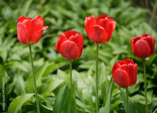 Red tulips in spring garden