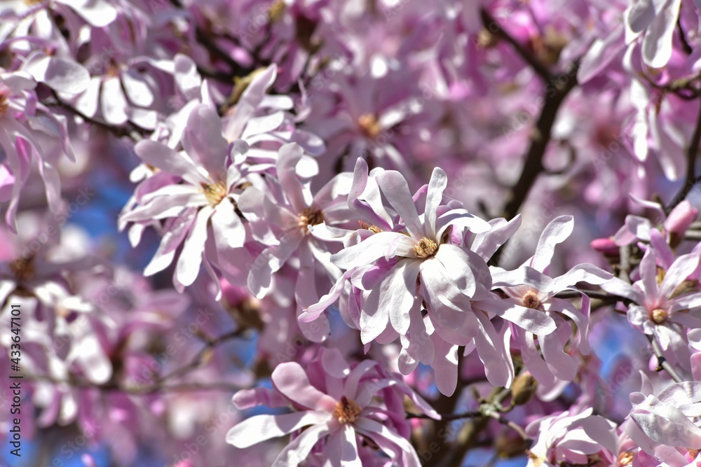 Blüten der Rosa Sternmagnolie, Magnolia stellata, als Frühlingsboten im heimischen Garten Blüten der Rosa Sternmagnolie, Magnolia stellata, als Frühlingsboten im heimischen Garten