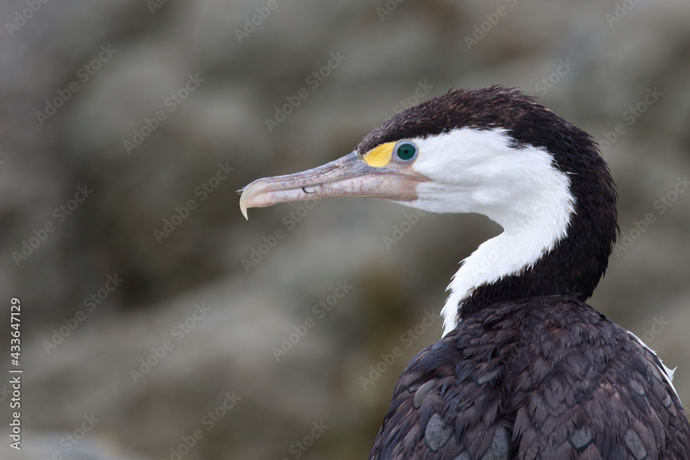 Elsterscharbe / Australian pied cormorant / Phalacrocorax varius Elsterscharbe / Australian pied cormorant / Phalacrocorax varius