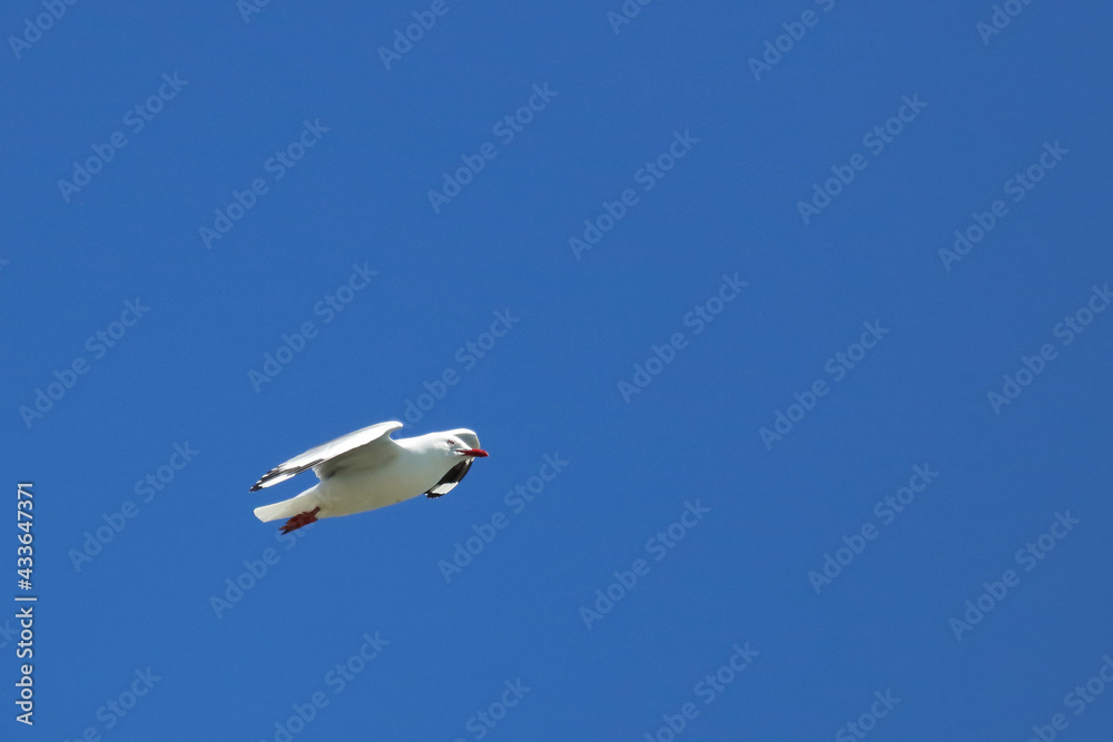 Rotschnabelmöwe / Red-billed gull / Larus scopulinus. Rotschnabelmöwe / Red-billed gull / Larus scopulinus.