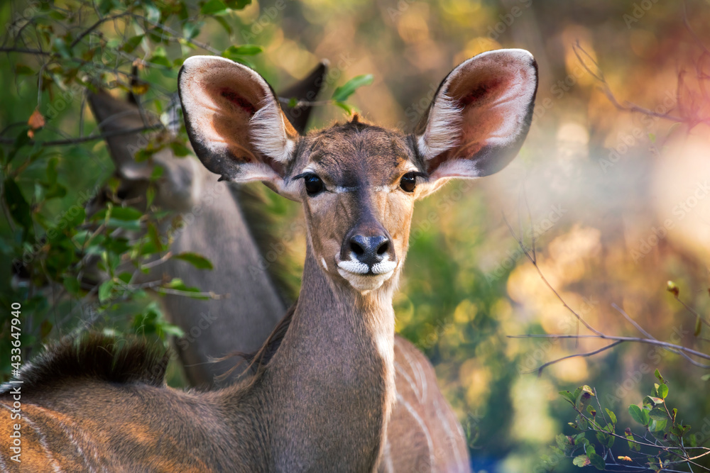 Fototapeta premium female kudu