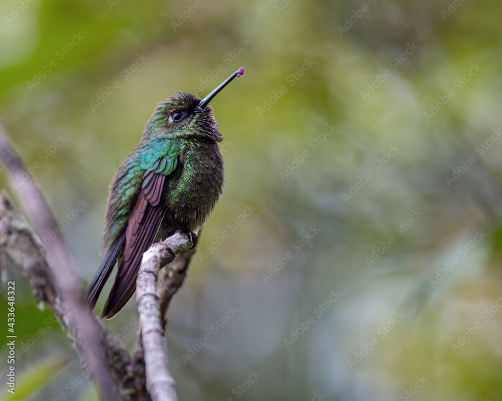 Fototapeta premium Metallura tyrianthina / Tyrian Metaltail, Beautiful hummingbird resting on a small branch with a pollen in its beak