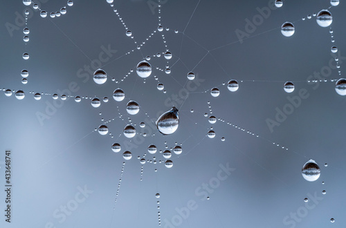 Fotografie, Obraz spiderweb covered with raindrops