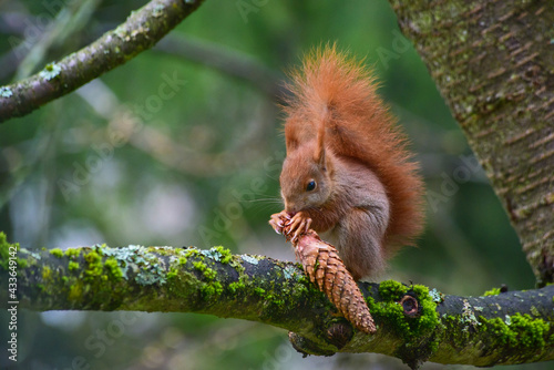 Ein Eichhörnchen, Sciurus vulgaris, sitzt auf einem Kirschbaum, um einen Tannenzapfen abzunagen